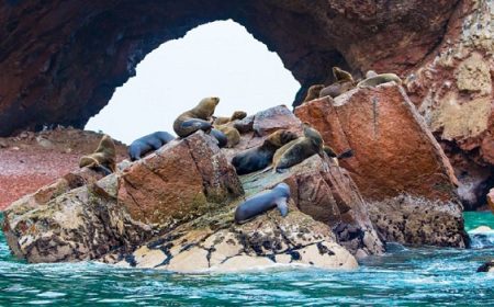 South,American,Sea,Lions,Relaxing,On,Rocks,Of,Ballestas,Islands