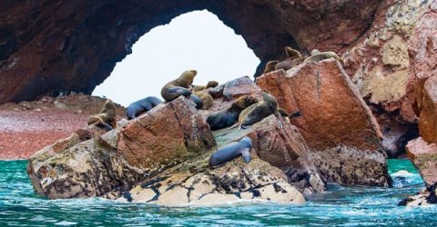 South,American,Sea,Lions,Relaxing,On,Rocks,Of,Ballestas,Islands
